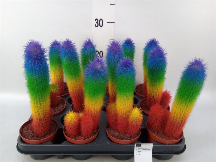 <h4>Cactus   ...</h4>