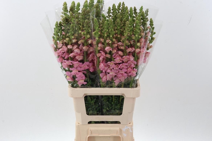 <h4>Antir Poto Pink</h4>