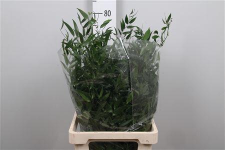 <h4>Danae Racemosa Pb</h4>