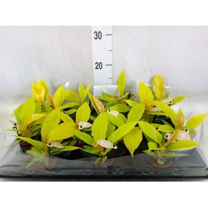 Philodendron   ...