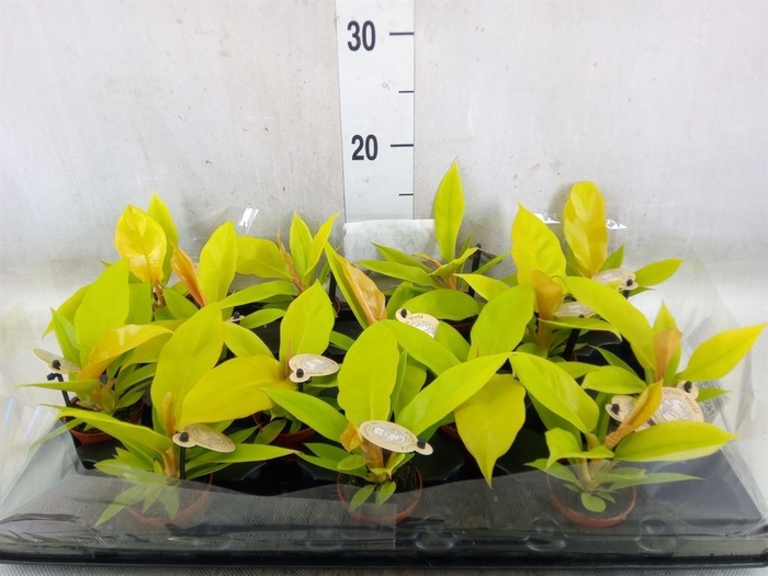 <h4>Philodendron   ...</h4>