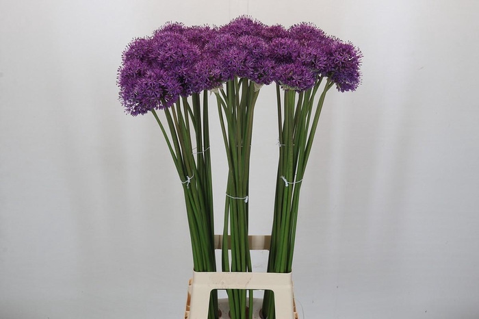 <h4>Allium Gladiator</h4>