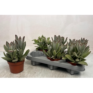 KALANCHOE TOMENTOSA