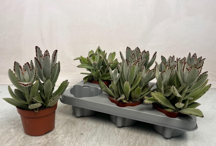 <h4>KALANCHOE TOMENTOSA</h4>