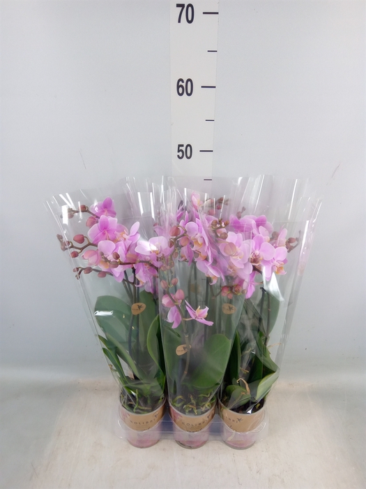 <h4>Phalaenopsis multi. 'Beaution'</h4>
