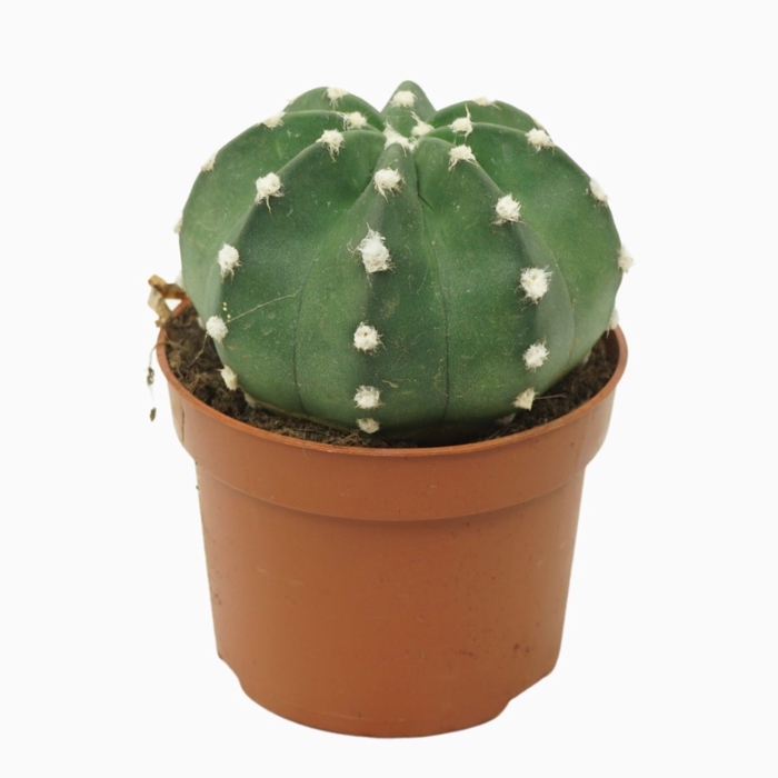 <h4>Echinopsis oxygona</h4>