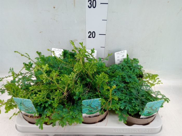 <h4>Selaginella uncinata 'Peacock'</h4>