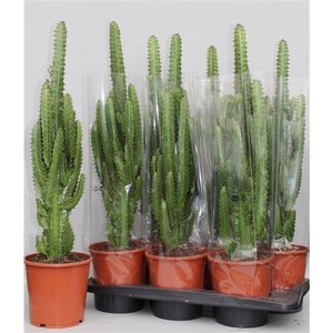 Euphorbia Trigona groen