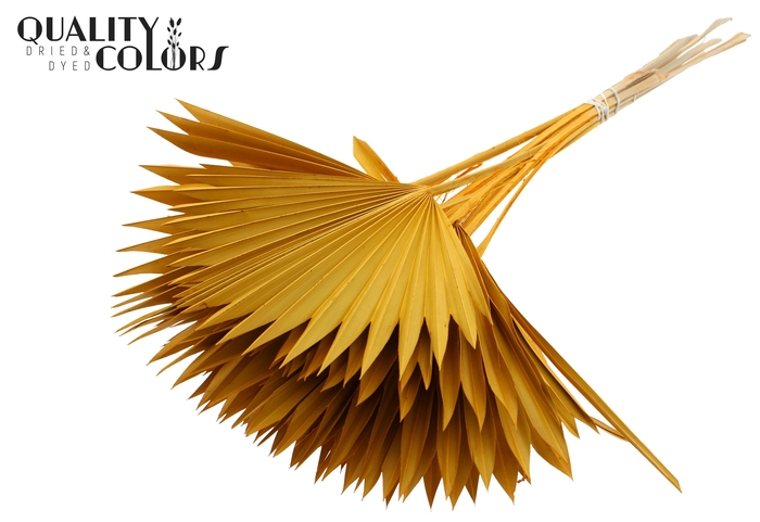 Sun Spear per stem Apricot