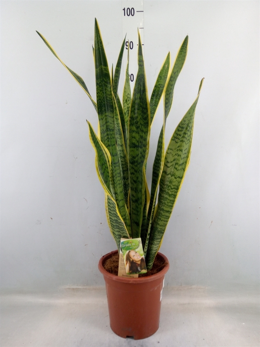 <h4>Sansevieria trifa. 'Laurentii'</h4>