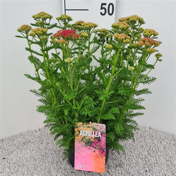 <h4>Achillea Skysail Fire P19</h4>