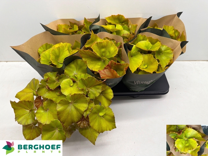 <h4>BEG BLAD OV</h4>