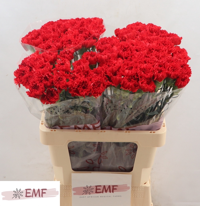 <h4>DI ST DON PEDRO</h4>