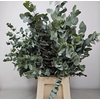 EUC CINEREA PER BUNCH 300GR