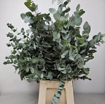 EUC CINEREA PER BUNCH 300GR