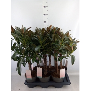 Ficus elastica 'Melany'