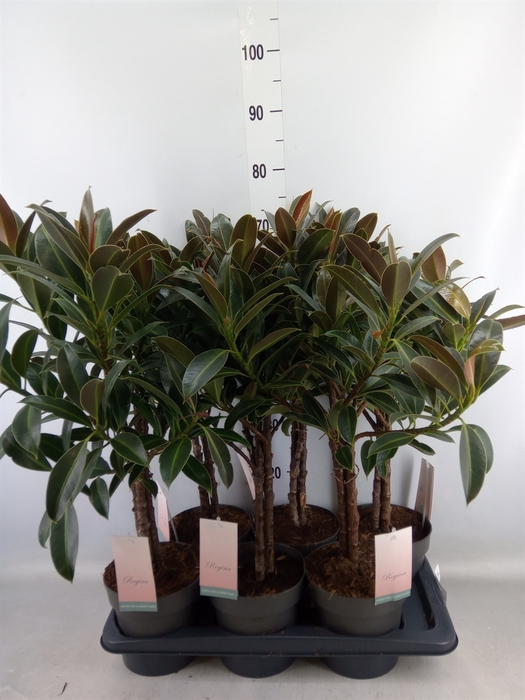 <h4>Ficus elastica 'Melany'</h4>