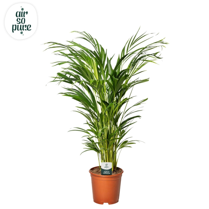 <h4>Dypsis lutescens</h4>