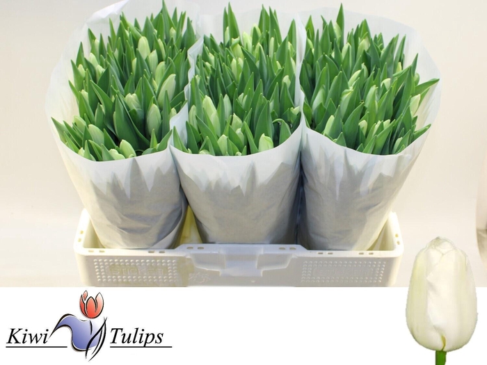 <h4>TU EN SNOWBOARD</h4>