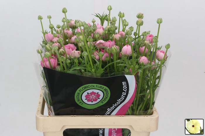 <h4>RAN N MODERNA DOLCE</h4>