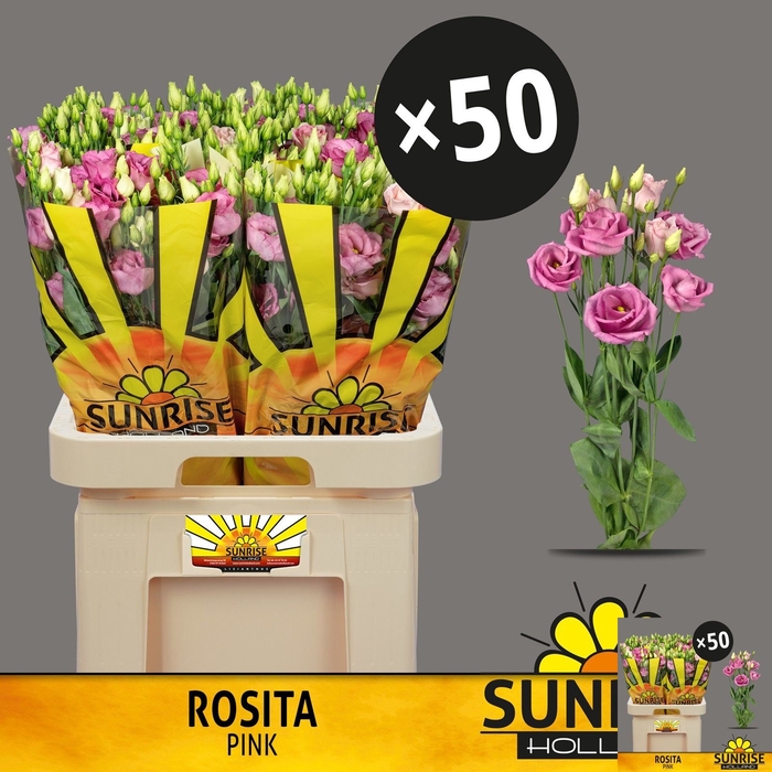 <h4>EUS G ROSI ROSE PINK</h4>