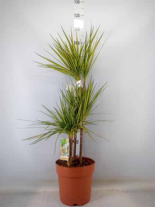 <h4>Dracaena marg. 'Sunray'</h4>