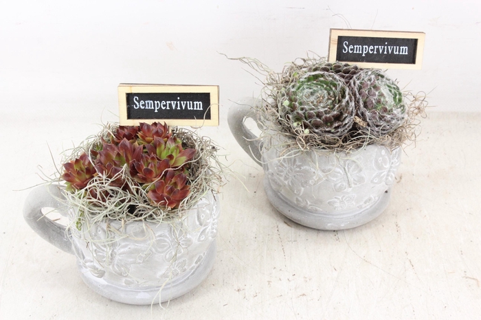 <h4>arr4 Semp JS - Kop/schotel vlinder x6</h4>