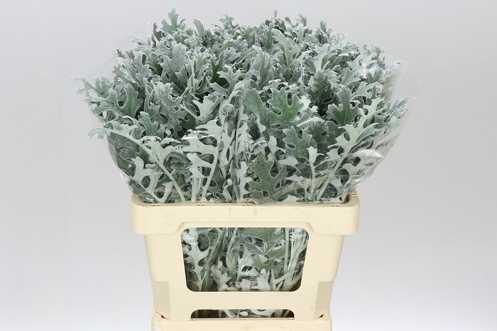 <h4>Senecio Maritima</h4>