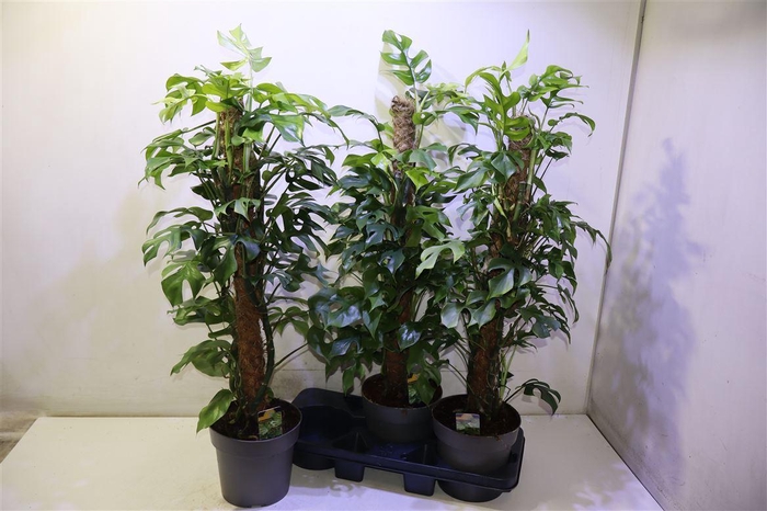 <h4>arr8 Phil Overig</h4>