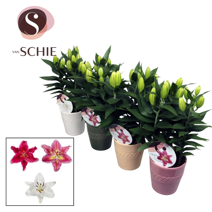 <h4>Oriental 13cm keramiek LINO</h4>