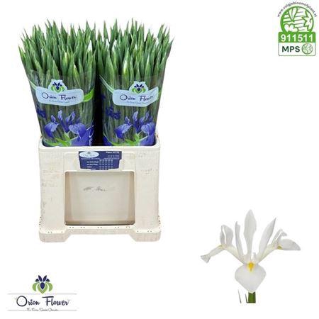 <h4>Iris Casablanca</h4>