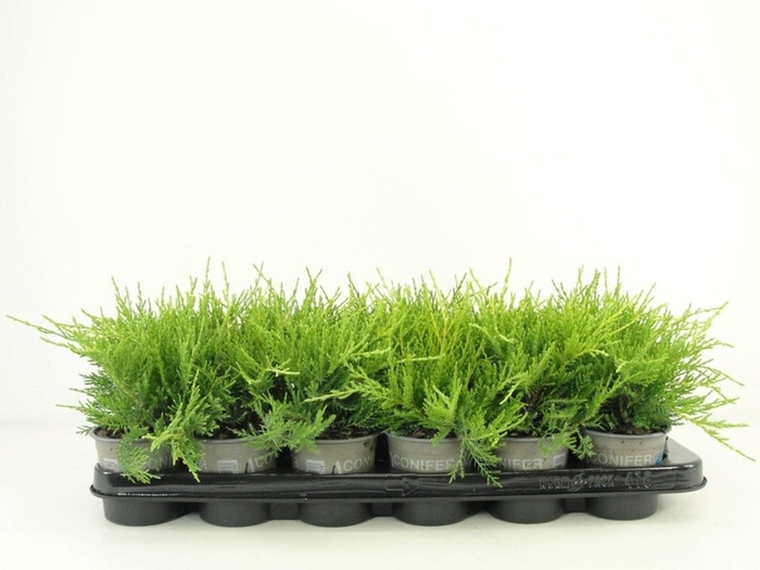 <h4>Juniperus x pfitzeriana Old Gold</h4>