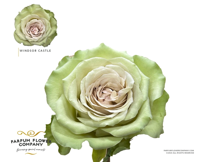 <h4>Rosa Garden Windsor Castle</h4>