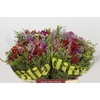 Kaaps Groen Cone Mix Bos