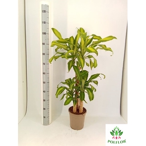 Dracaena Massangeana 21Ø 120cm 3pp