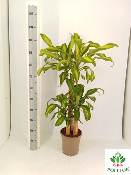 Dracaena Massangeana 21Ø 120cm 3pp