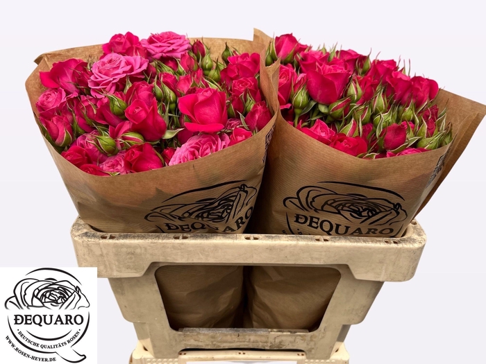 <h4>R TR DOMINO</h4>