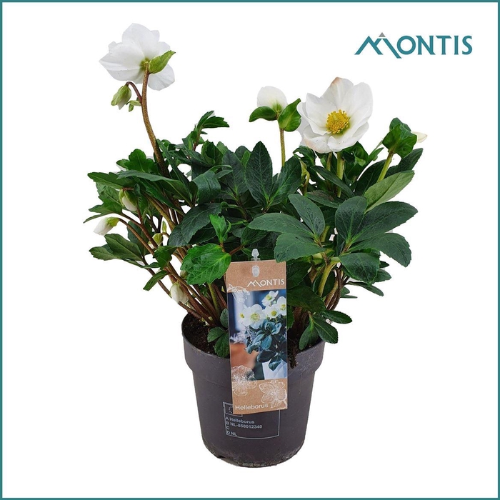 <h4>Hell Ni Christmas Carol 20+ Xxl</h4>