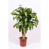 Dracaena Massangeana