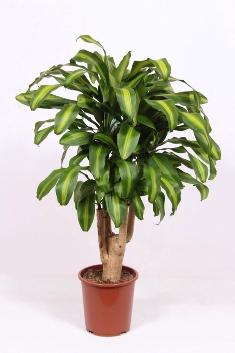 Dracaena Massangeana