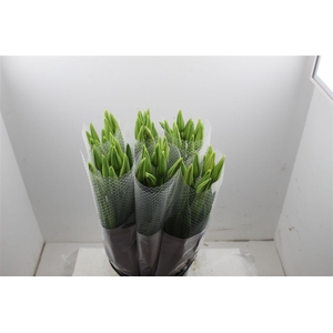 Tu Fr En Maureen Super