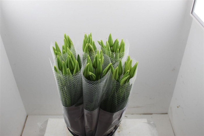 <h4>Tu Fr En Maureen Super</h4>