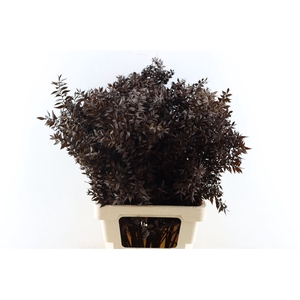 Pres Ruscus Brown P Stem