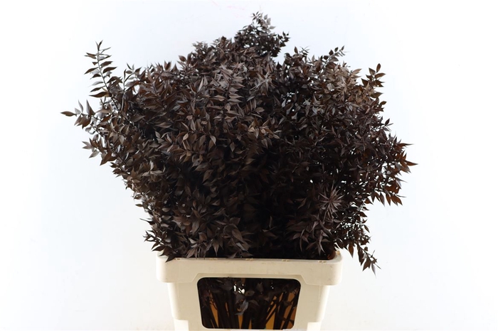 <h4>Pres Ruscus Nat Brown P Stem</h4>