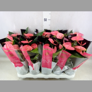 Anthurium andr. 'Sweet Dream'