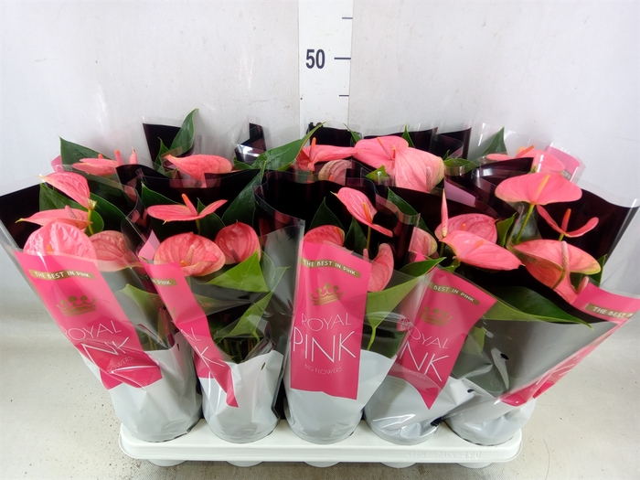 <h4>Anthurium andr. 'Sweet Dream'</h4>