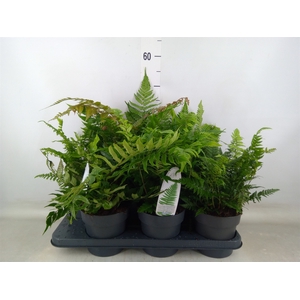 Ferns   ...mix