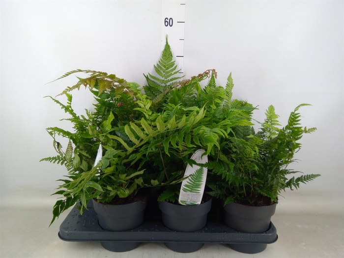 <h4>Ferns   ...mix</h4>