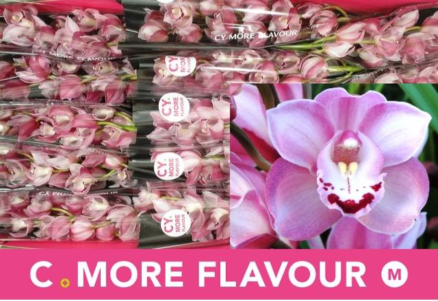 <h4>CYMB MI RIAAD</h4>