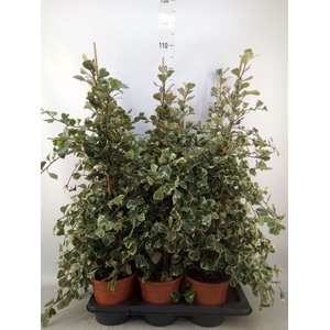 Ficus triangularis 'Sweetheart'